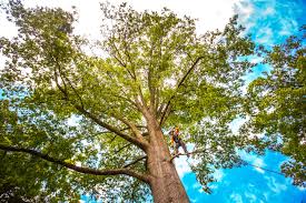 Professional Tree Services in Ward, AR