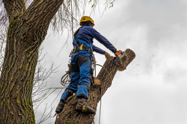 How Our Tree Care Process Works  in  Ward, AR